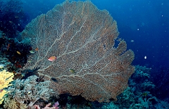 Raja Ampat 2016 - Corail - Gorgone - IMG_4881_rc